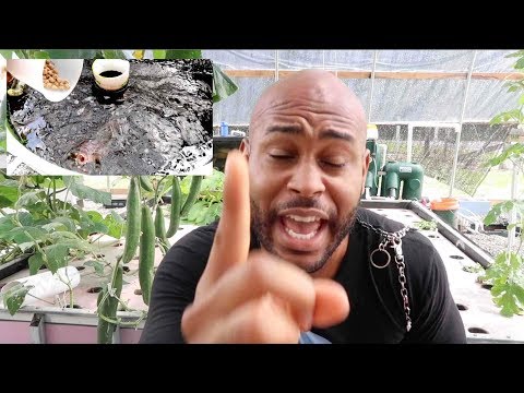 3rd YouTube video about how long can a parakeet go without food