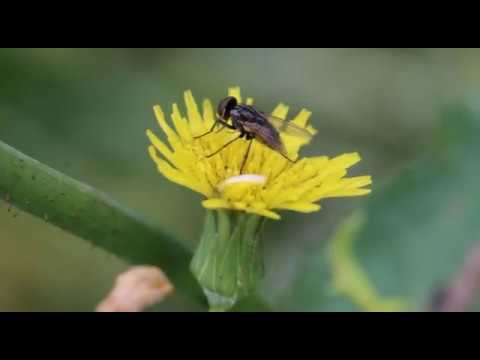 The Land Of Wild Flowers and Insects - Kundasang Sabah