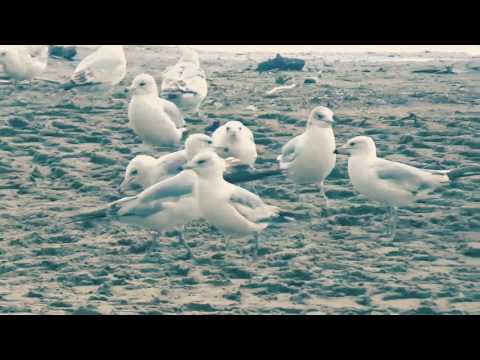 Ontorio Beach Rochester