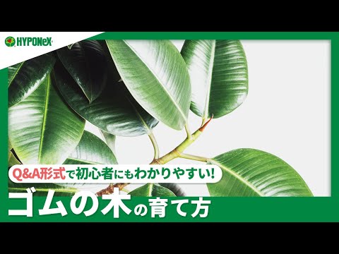 ゴムの木 植物