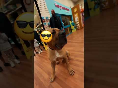 Controlled Canines video.