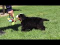 Bernese Mountain Dog dogs for sale: Jake - Video 1