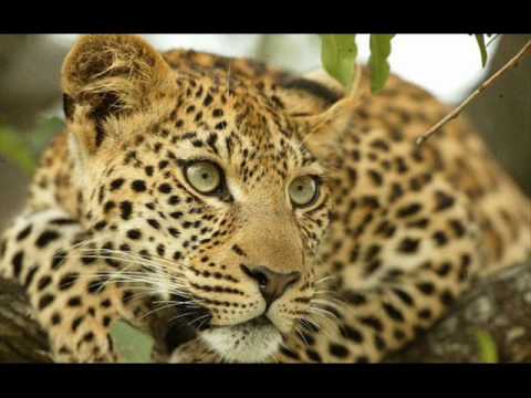 Mulumeleni Shalawambe Zambian Music