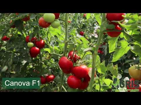 Canova F1 - Cultura de tomate în Olari, jud. Prahova, fermier Aldea Valeriu Mihai