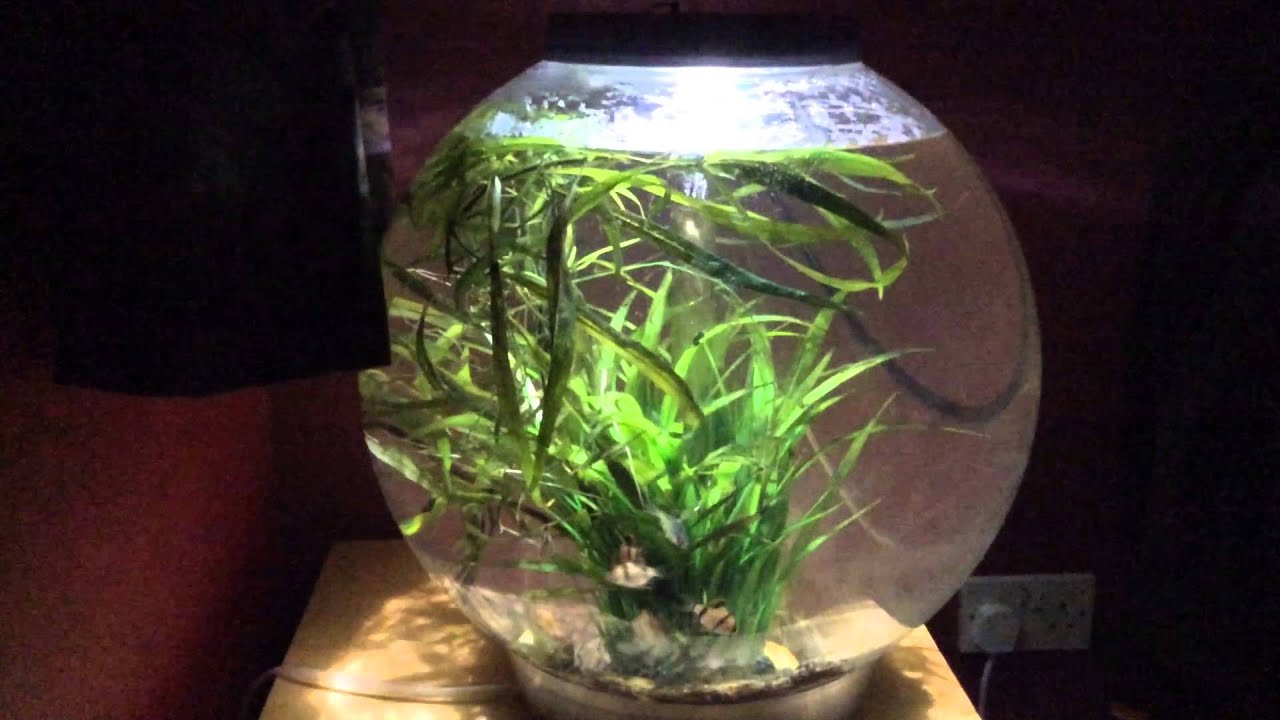 Bio orb 60 fish tank set up and review