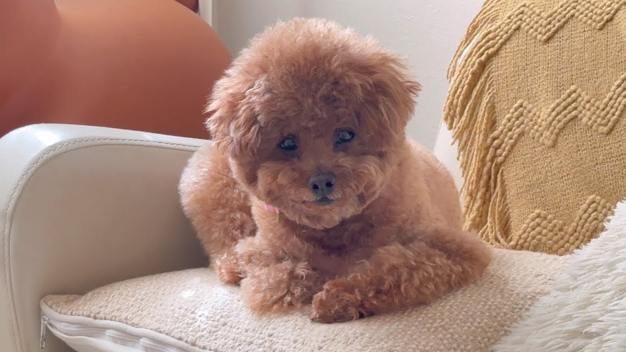 5回目の月命日と、我が家の近況🏠💦いろいろ大変でした。