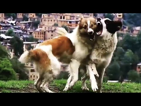 Life is understanding right now! Game Village Dogs