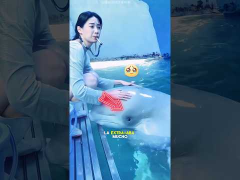La ballena beluga lloró porque la niña se había ido.#shorts #animals #shortsviral