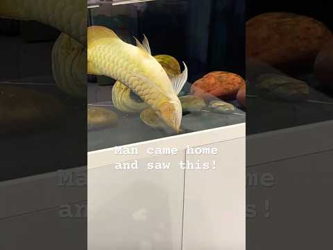 Man came home after work and saw this #arowana #fishaquarium #fishtank #aquarium #fish #fishkeeping