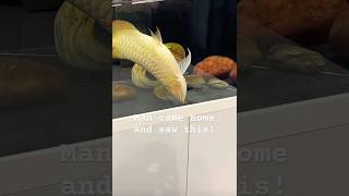 Download lagu Man came home after work and saw this #arowana #fishaquarium #fishtank #aquarium #fish #fishkeeping mp3 Download lagu Man came home after work and saw this #arowana #fishaquarium #fishtank #aquarium #fish #fishkeeping mp3