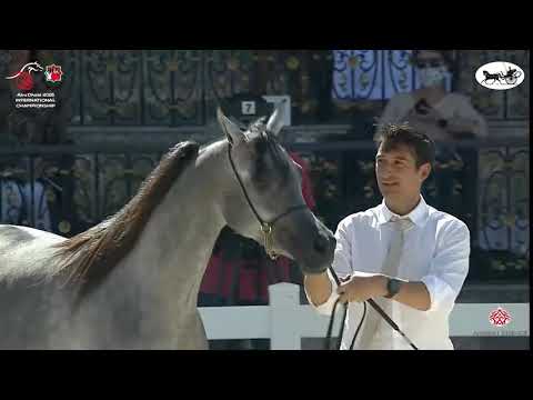 N 44 D JOOREYYAH   Abu Dhabi International Arabian Horse Championship 2021   Fillies 2 Years Old Cla