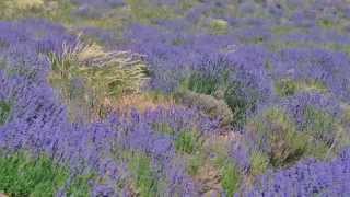 preview picture of video 'Pays de la lavande en Provence (Vaucluse, Drôme, Alpes-de-Haute-Provence)'