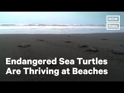 Endangered Sea Turtles Thrive Amid Beach Lockdowns | NowThis