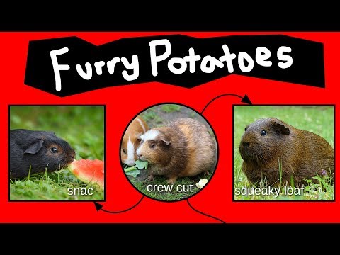 Furry Potatoes