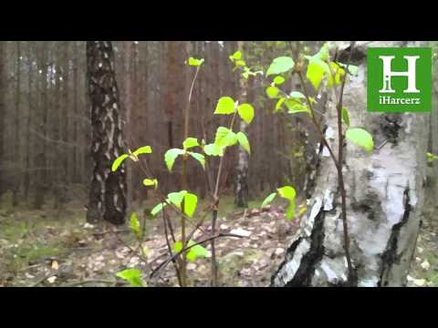 Dym z jałowca - Piosenki harcerskie