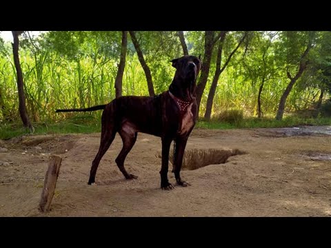 Tiger bully kutta from Rahim Yar Khan