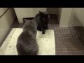 Котики обормотики! 