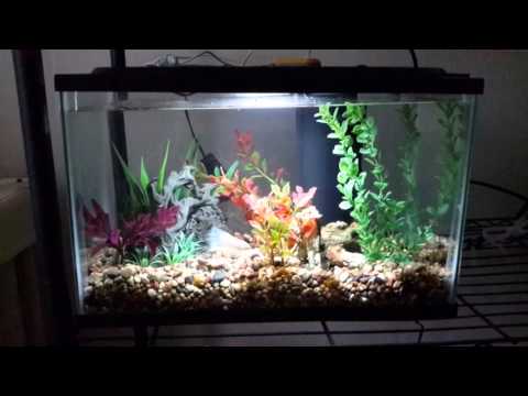 Natural 5 gallon betta fish tank