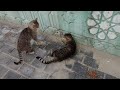 Hungry Cats Want To Eat Food But Gray Male Cat Keeps Attacking Them