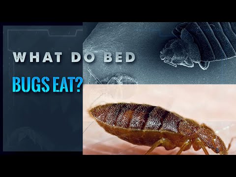 What Do Bed Bugs Actually Eat? (Gross!)