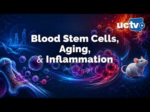 Blood Stem Cells, Aging, and Inflammation