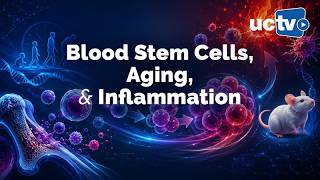 Blood Stem Cells, Aging, and Inflammation