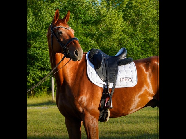 Hongre - Hanovrien - 8 ans - Dressage - France 