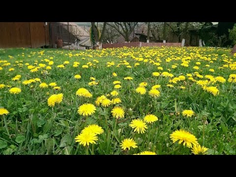 Pension Bassen, Bazna, Romania