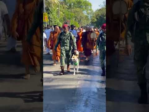 මේවා දකින්න පින් කරන්න ඔනේ 🥺❤️🙏🏻 #buddha #buddhansh #1million #lordbuddha #motivation