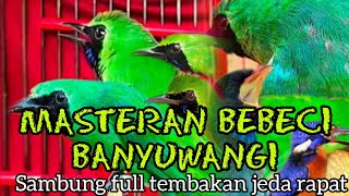 Download lagu SUARA KHAS CUCAK IJO BEBECI BANYUWANGI SAMBUNG TEMBAKAN BESET KASAR mp3