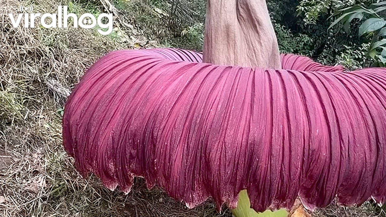 Massive Corpse Flower in Sumatra, Indonesia || ViralHog