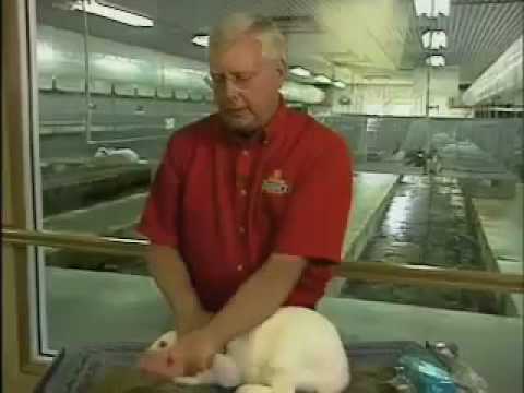 Palpating a rabbit | Bouncin Bunny Blog