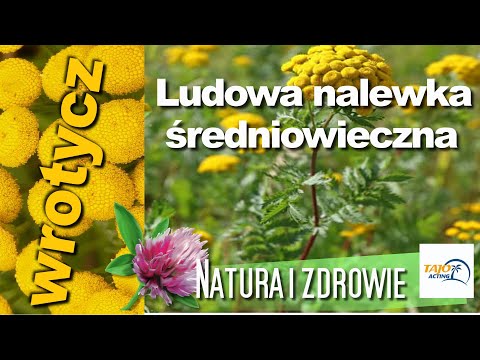 Wrotycz - zioło doskonałe? Nalewka dobra na bóle stawów, wirusy, bakterie i pasożyty od pokoleń.