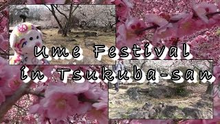 preview picture of video 'Ume festival in Tsukuba-san（筑波山の梅まつり）'