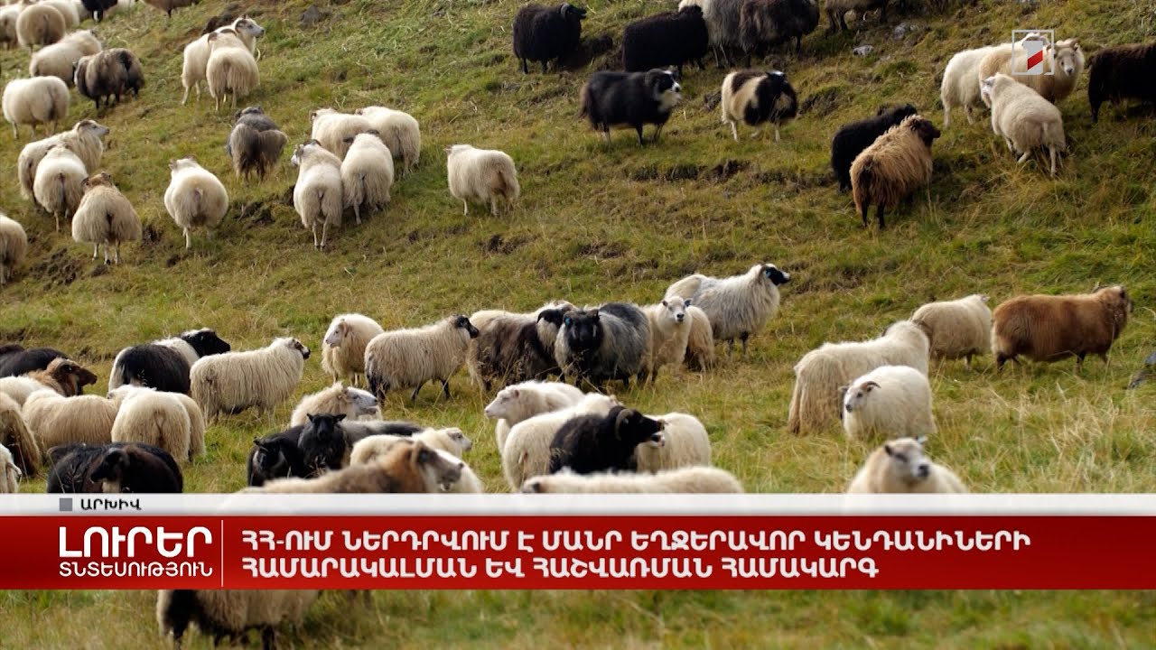 ՀՀ-ում ներդրվում է մանր եղջերավոր կենդանիների համարակալման և հաշվառման համակարգ