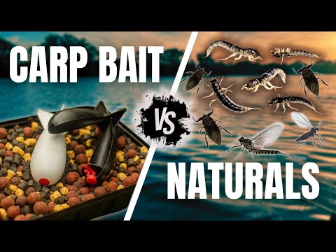 BIG CARP SWITCHED ON - BOATHOUSE FISHERIES - CARP FISHING.