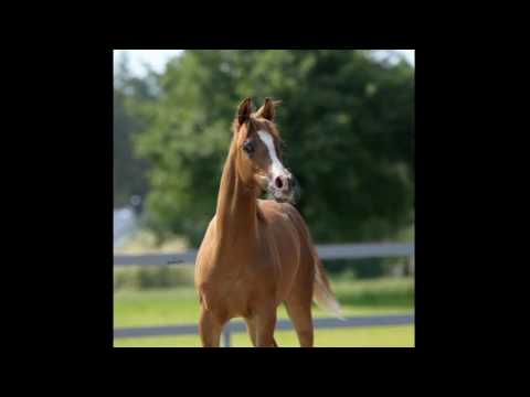 GIARRA 2017 AJMAN MONISCIONE FILLY