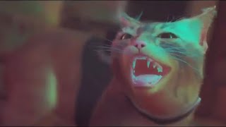 猫好きがStrayを初見プレイ！_Part4