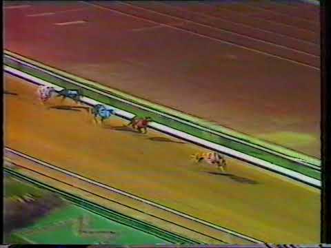 1988 Australian Greyhound Cup