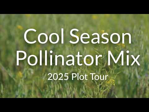 Cool Season Pollinator Mix: Permaculture Garden Seeds