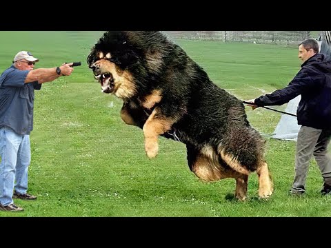 30 Hero Animals That Saved Human Lives !
