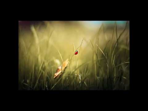 Mesaj adresat tinerilor și bătrânilor de pretutindeni - Iulian Calistru