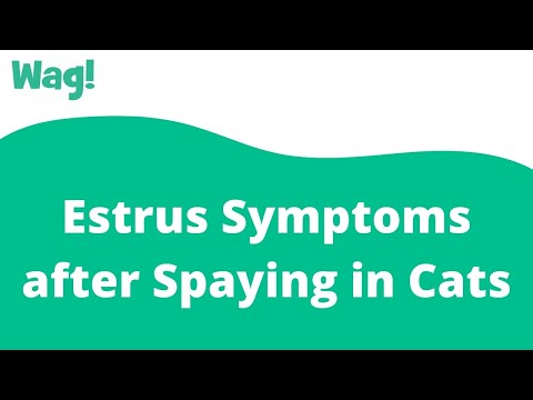 Estrus Symptoms after Spaying in Cats | Wag!