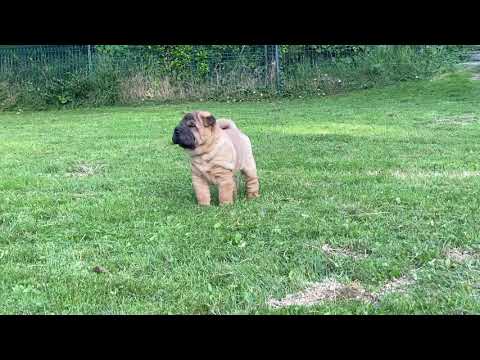 Dogs pride by Stonehenge for DES MING WAY - 6 weeks old