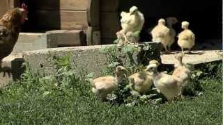 preview picture of video 'Un vrai poulet fermier ça commence comme ça...'