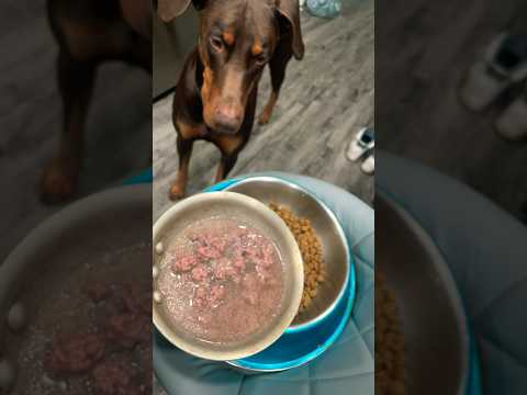 The Best Fromm Dog Food Mix