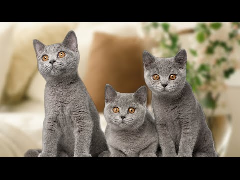 Should I Buy Two British Shorthair Cats?
