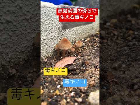 園芸 キノコと火