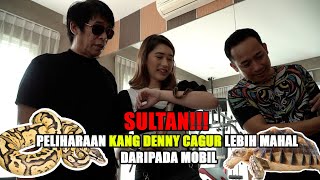 Download lagu SEMUA PELIHARAAN DENNY CAGUR DIBELI PAPI? mp3 Download lagu SEMUA PELIHARAAN DENNY CAGUR DIBELI PAPI? mp3