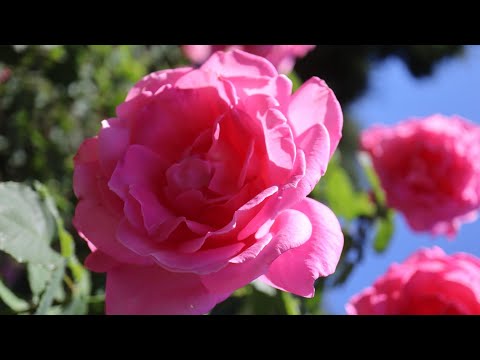 ハイブリッドローズ「グロリア・デイ」 植物